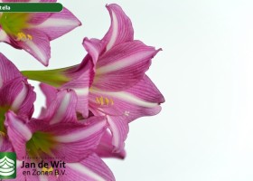 hippeastrum Estella (2)